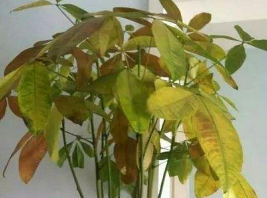 发财树移栽须知（让发财树健康成长的8个秘诀）