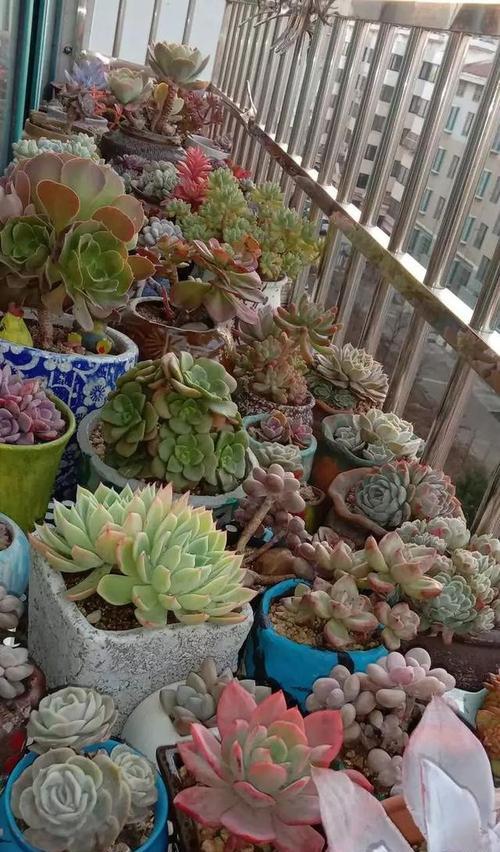 多肉植物春季养殖方法（打造健康多肉花园，畅享春日美好）