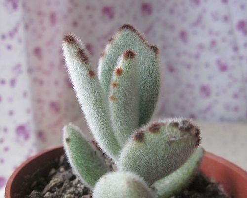多肉植物春季养殖方法（打造健康多肉花园，畅享春日美好）