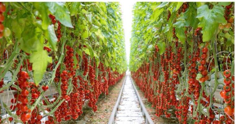 大棚西红柿的种植技巧（打造高效、高产、高品质的西红柿种植）