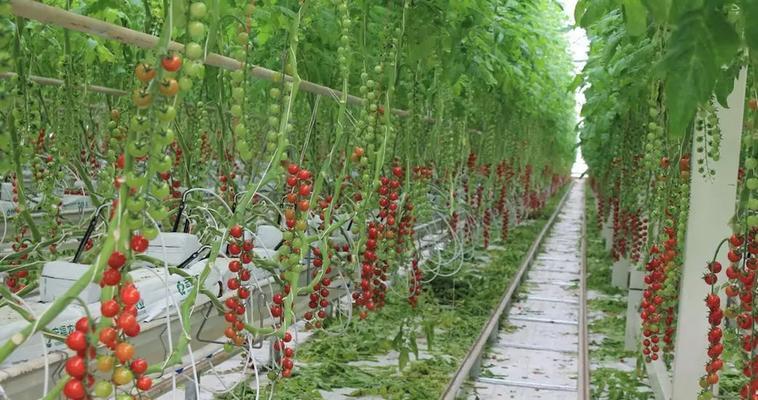 大棚西红柿的种植技巧（打造高效、高产、高品质的西红柿种植）