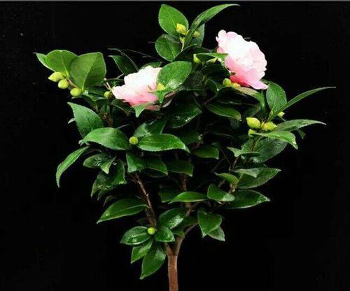 茶花开不了花，怎么办？（探究茶花蕾不开花的原因及解决方法）