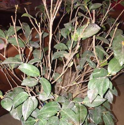 茶花开不了花，怎么办？（探究茶花蕾不开花的原因及解决方法）
