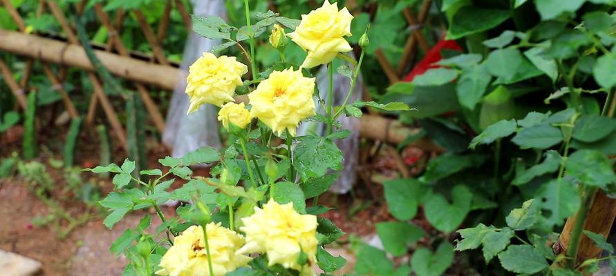 月季花养殖全攻略（技巧、注意事项和经验分享）