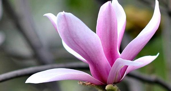 黄玉兰花的意义和象征（探究黄玉兰花的背后涵义与文化意义）