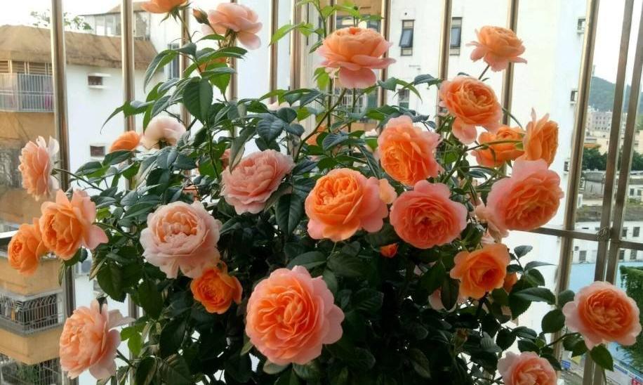百花齐放，月季花品种介绍大全（探寻各类月季花品种特点，打造独特园林）