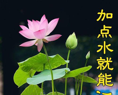 荷花水养之开花攻略（精准施肥，提高光照，助力荷花开花）