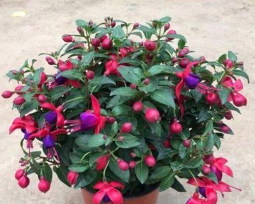 宝莲灯花的养殖方法（如何让宝莲灯花盛开？——种植、水肥等养护技巧）