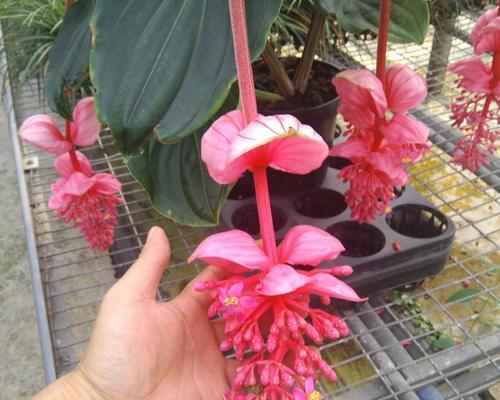 宝莲灯花的养殖方法（如何让宝莲灯花盛开？——种植、水肥等养护技巧）
