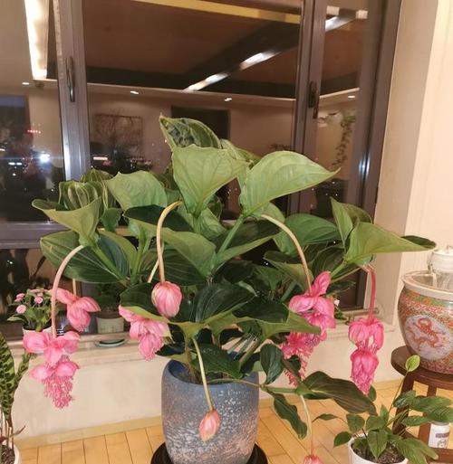 宝莲灯花的养殖方法（如何让宝莲灯花盛开？——种植、水肥等养护技巧）