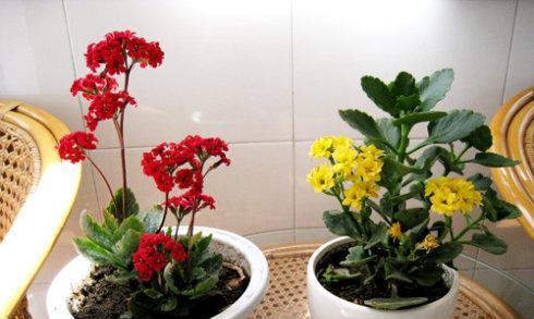 如何养护宫灯长寿花，让它长时间绽放（成功养殖宫灯长寿花的注意事项和方法）