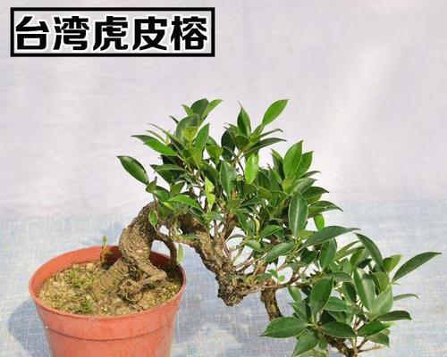 品味榕树附石盆景的美（探秘榕树附石盆景的魅力）