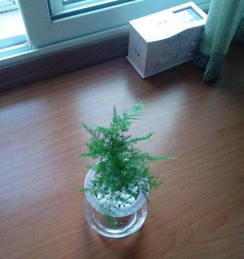 水培文竹的完美养护（打造一片绿色的小天地）
