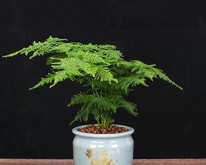 水培文竹的完美养护（打造一片绿色的小天地）