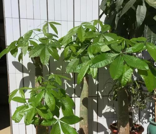 室内发财树的养护（如何让你的发财树茁壮成长）
