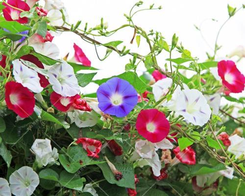 牵牛花的室内养护与露天养护（哪种方式更适合牵牛花生长？）