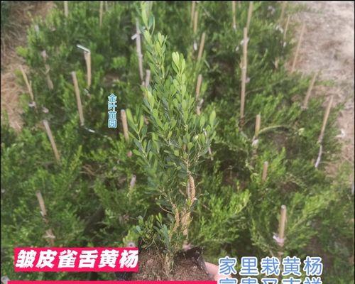 怎样养护一棵健康的雀舌黄杨（雀舌黄杨养护技巧及注意事项）