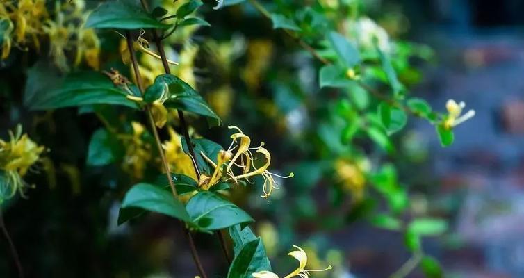 金银花卷叶的成因（了解金银花卷叶的原因和防范方法）