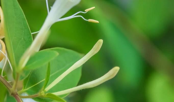金银花的病虫害及防治方法（保护你的金银花不受病虫害侵害）