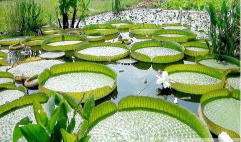 打造室内绿色生态——室内水生植物的养护技巧（打造生态家居，学习养护水生植物，从室内绿色开始）