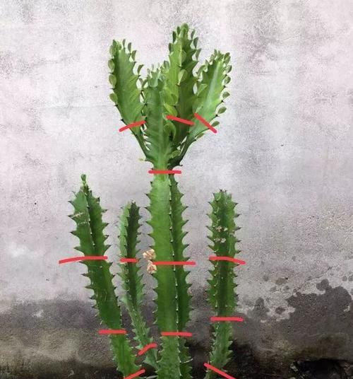 龙骨花的病虫害防治方法（保护植物健康，守护生态环境）