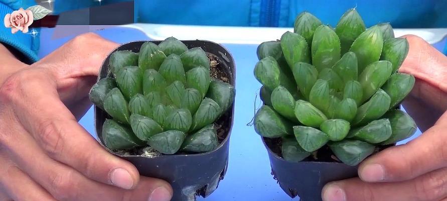 玉露多肉植物养护全指南（从了解到养护，让你成为多肉植物专家）