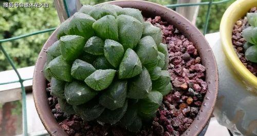 玉露多肉植物养护全指南（从了解到养护，让你成为多肉植物专家）
