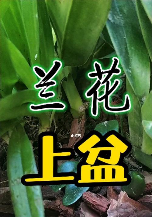 兰花上盆的技巧（做好兰花上盆，打造花园新亮点）