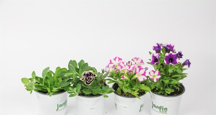 如何成功养殖矮牵牛花（矮牵牛花养殖的技巧和注意事项）