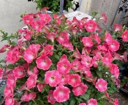 如何成功养殖矮牵牛花（矮牵牛花养殖的技巧和注意事项）