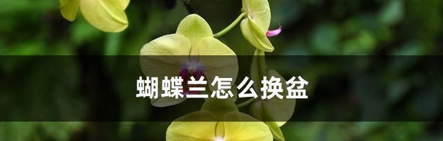 蝴蝶兰换盆全攻略（正确的时间、方法和注意事项）