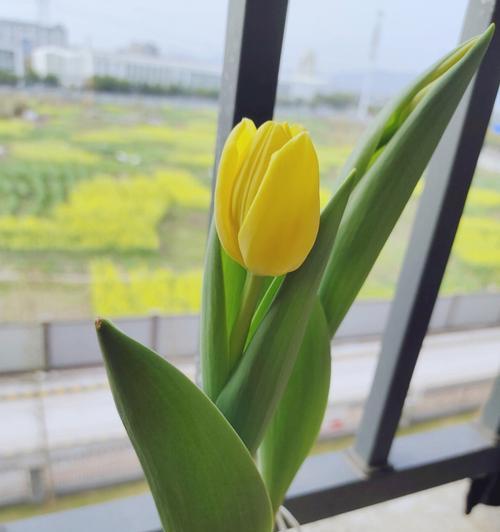 如何成功种植郁金香？（简单易行的方法与注意事项）