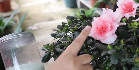 杜鹃花养护管理指南（让你的杜鹃花常青常美）