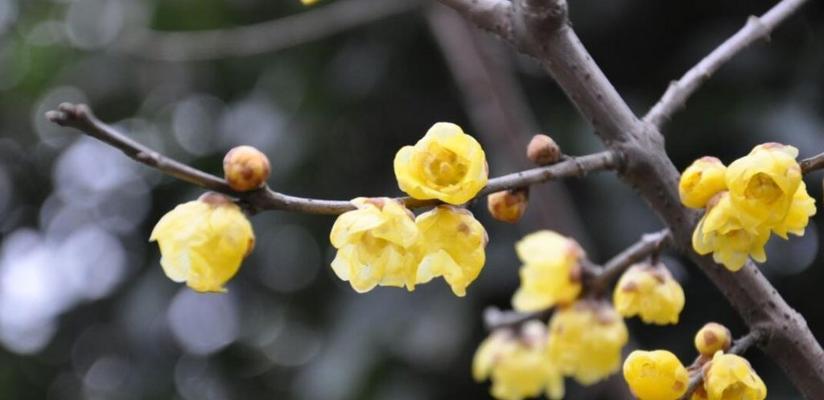 腊梅花的培植技巧（从选种到养护，打造优美花园）
