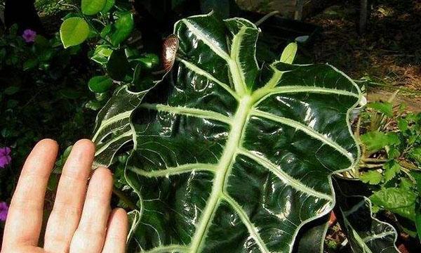 三角玻璃莲的养殖方法（从选种到养护，打造美丽的水上花园）