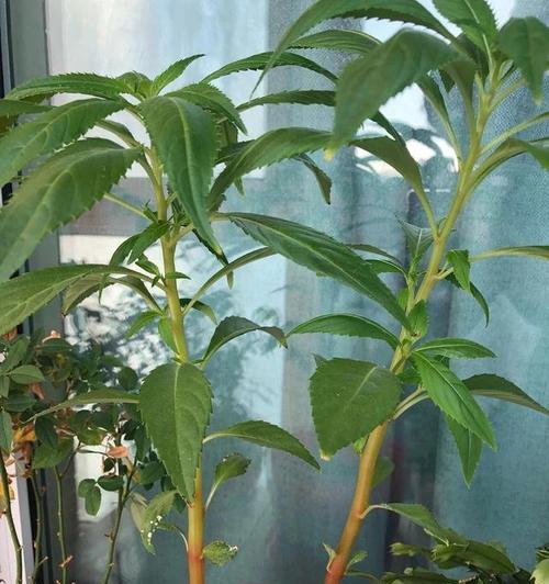 如何成功种植凤仙花（了解凤仙花的生长环境及关键种植技巧）