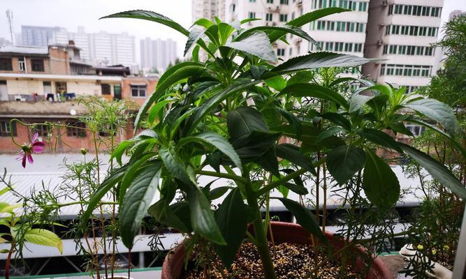 如何成功种植凤仙花（了解凤仙花的生长环境及关键种植技巧）