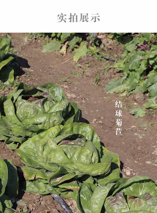 菊苣菜种子的种植时间与方法（种植技巧详解，助你成功收获丰硕）