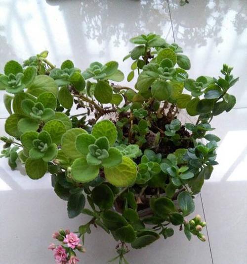碰碰香水培方法详解（水中香氛，盆栽香草）