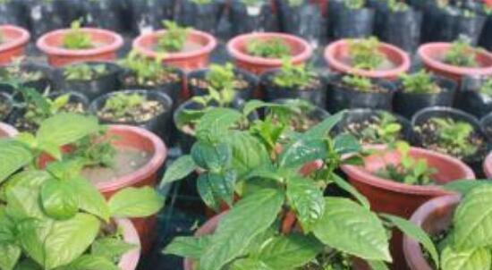 珠兰花种植指南（打造优美生态）
