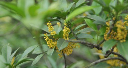 珠兰花种植指南（打造优美生态）