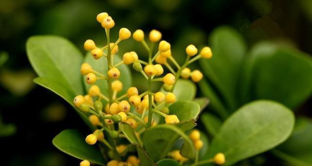 珠兰花种植指南（打造优美生态）