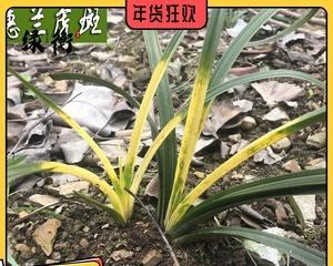 兰花叶片繁殖方法详解（从叶片繁殖到开花完全攻略）