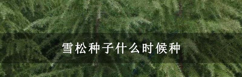 种植雪松的时机与方法（学会选择最佳种植时间，让雪松茁壮成长）