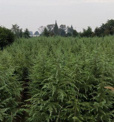 种植雪松的时机与方法（学会选择最佳种植时间，让雪松茁壮成长）