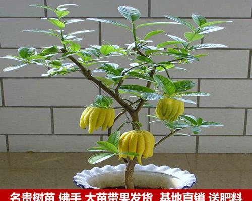 北方佛手盆栽的养殖技巧（打造家中独特的绿色植物风景）