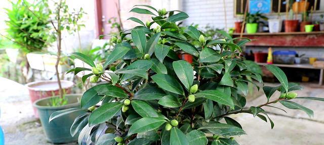 探究山茶花黄叶的原因（了解养殖山茶花的注意事项）
