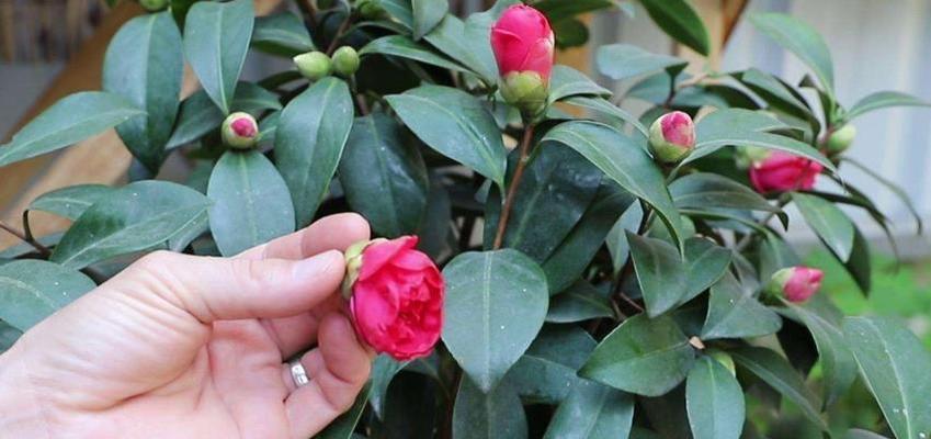 探究山茶花黄叶的原因（了解养殖山茶花的注意事项）