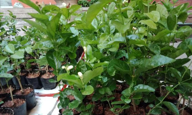 如何成功养护狮头茉莉（狮头茉莉的养殖要点与注意事项）