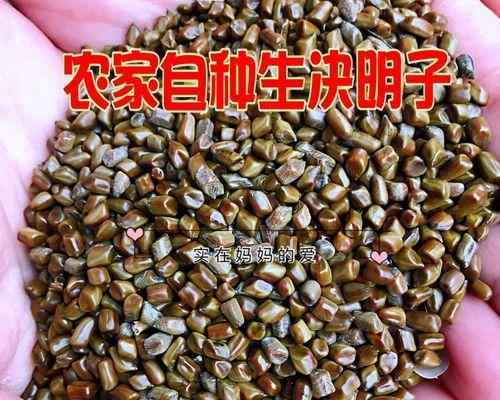 如何科学种植决明子？（了解最佳种植时间和方法，轻松获得丰收）